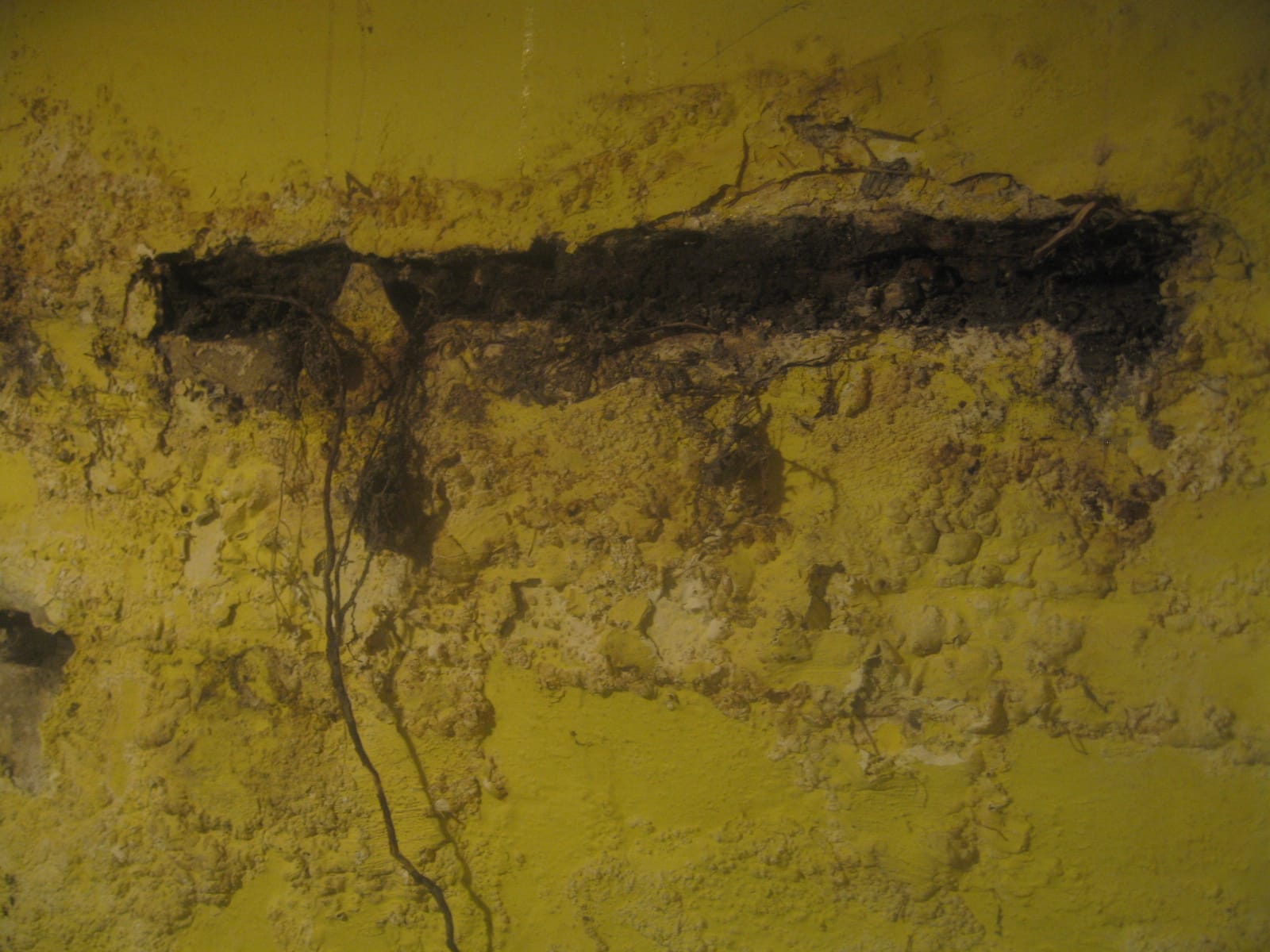 Invading tree roots (Image courtesy of Turner House Trust) 