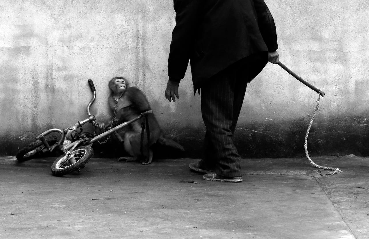 First Prize Nature Category, Singles Yongzhi Chu, China Suzhou, Anhui Province, China A monkey being trained for circus cowers as its trainer approaches. With more than 300 roupes, Suzhou is known as the home of the Chinese circus.