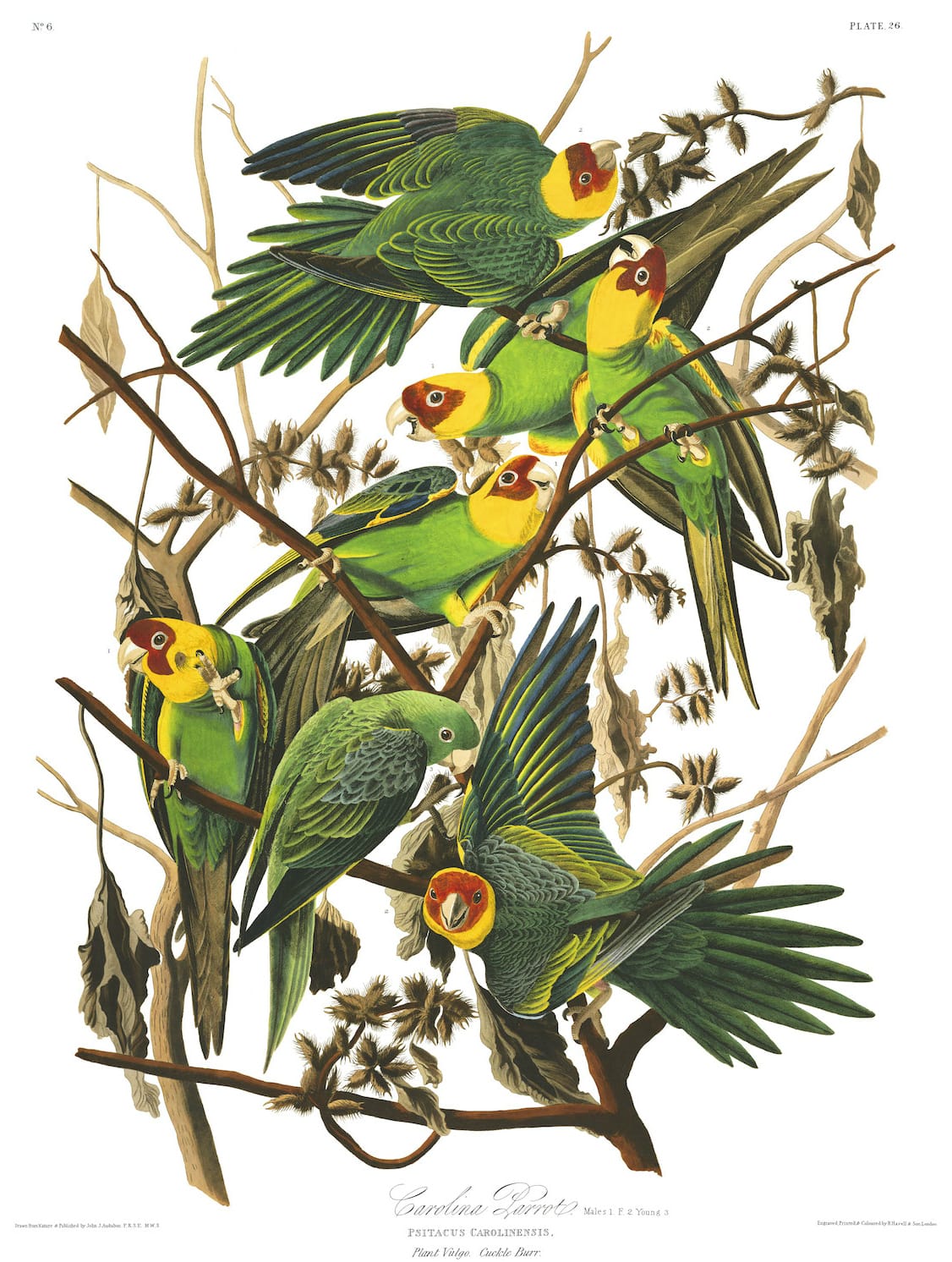 John James Audubon, “Carolina Parrot” (Plate 26 from ‘The Birds of America’) (courtesy Audubon Society)