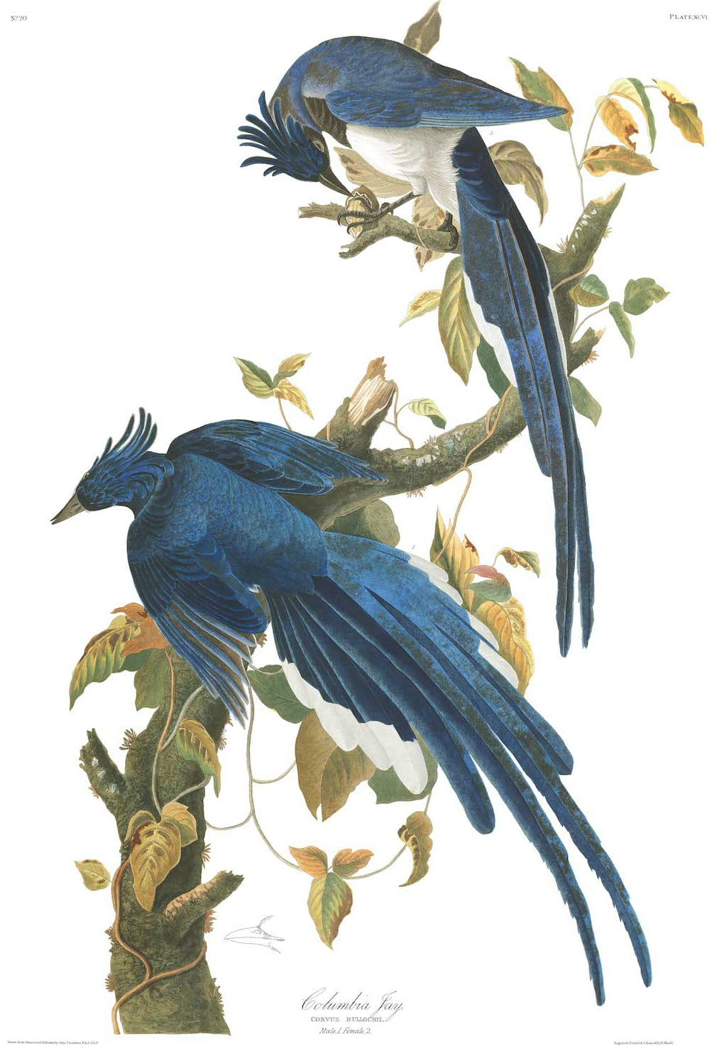 John James Audubon, “Columbia Jay” (Plate 96 from ‘The Birds of America’) (courtesy Audubon Society)