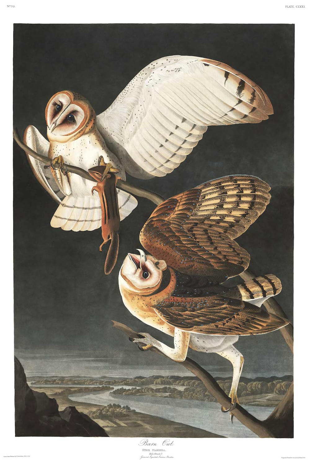 John James Audubon, “Barn Owl” (Plate 171 from ‘The Birds of America’) (courtesy Audubon Society)