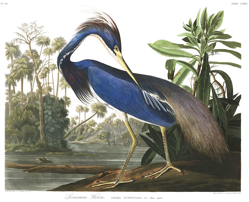 John James Audubon, “Louisiana Heron” (Plate 217 from ‘The Birds of America’) (courtesy Audubon Society)