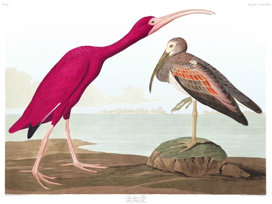 John James Audubon, "Scarlet Ibis" (Plate 397 from 'The Birds of America') (courtesy Audubon Society)