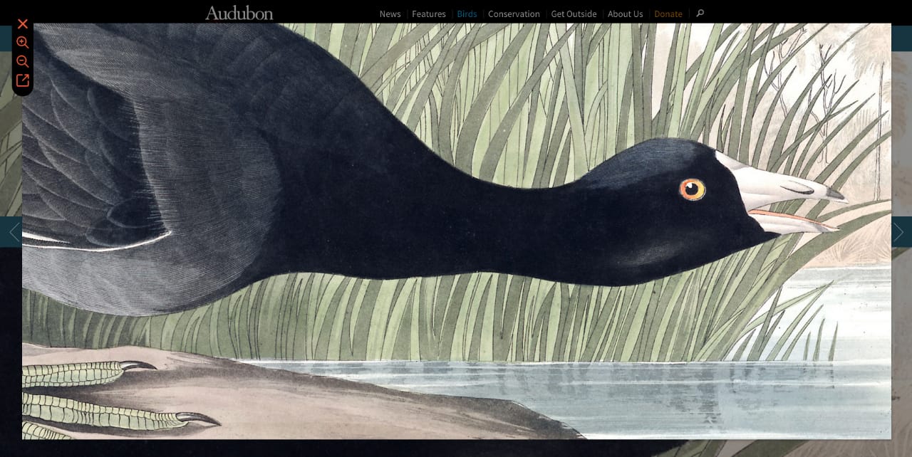 Zooming in on the details of a watercolor in the Audubon Society's portal for 'Birds of America' (screenshot by the author for Hyperallergic)