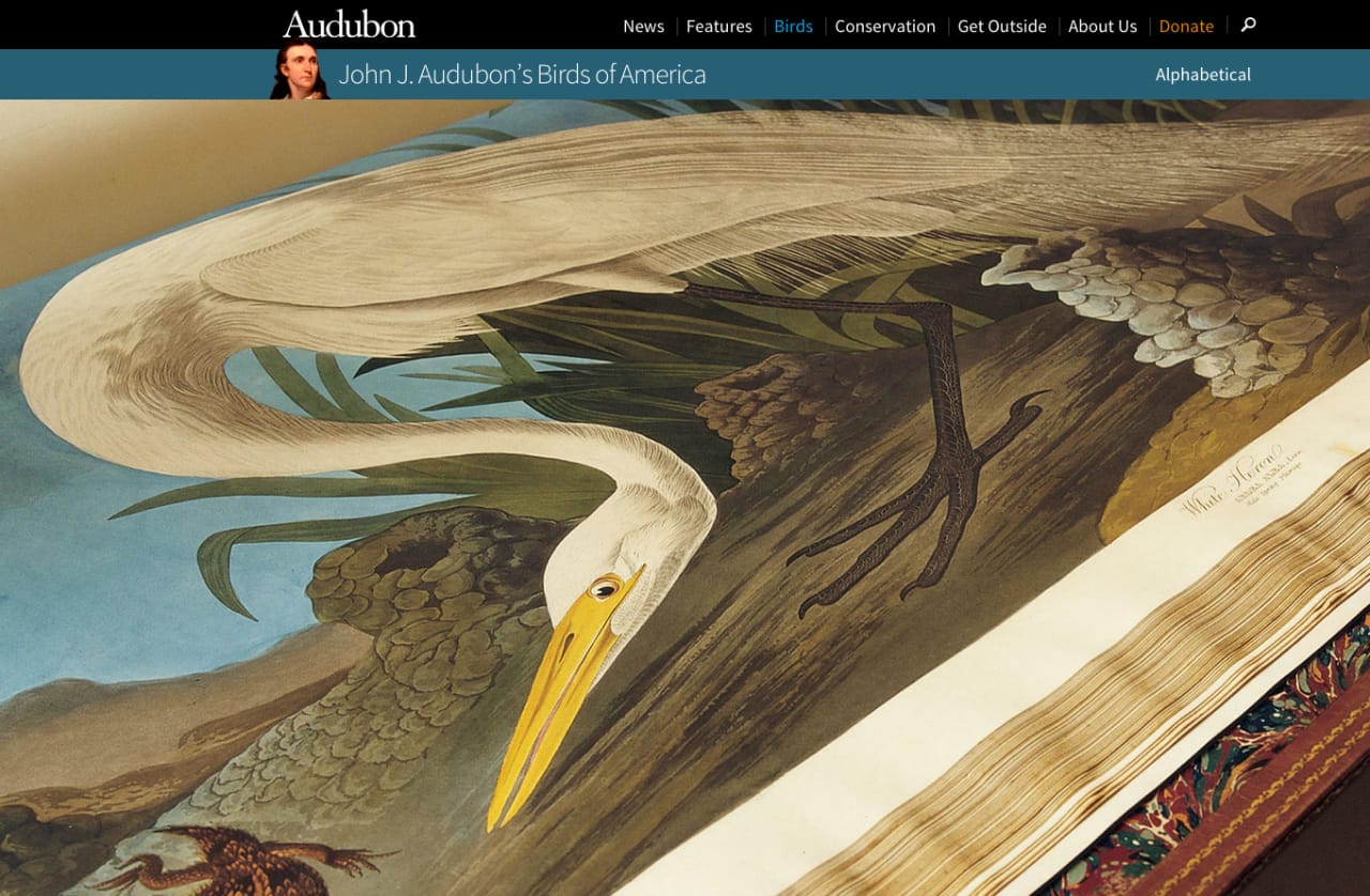 The Audubon Society's portal for 'Birds of America' (screenshot by the author for Hyperallergic)
