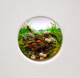 Patrick Jacobs, “White Puffballs with Orange Slime Mold and Lichen” (2015), Styrene, acrylic, gouache, cast neoprene, paper, ash, talc, starch, polyurethane foam, acrylite, vinyl film, wood, steel, lighting, BK7 glass. Interior box 14.75 x 11.25 x 9.25 inches, Diorama viewed through 2-inch window (Image courtesy of the artist and Pierogi Gallery)