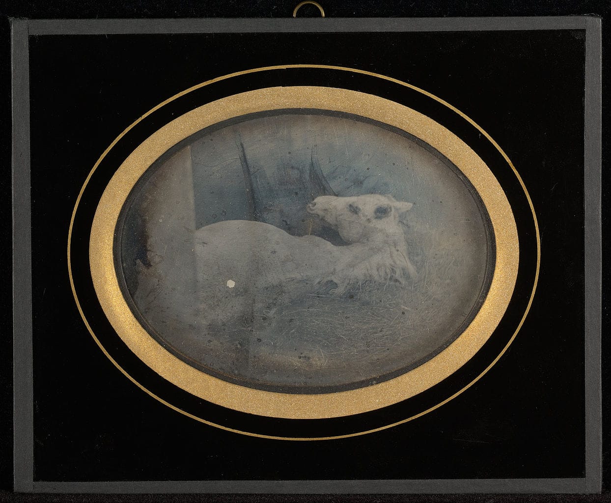 Jean-Gabriel Eynard, "Study of a white foal" (1845), daguerreotype (J. Paul Getty Museum, via Wikimedia)