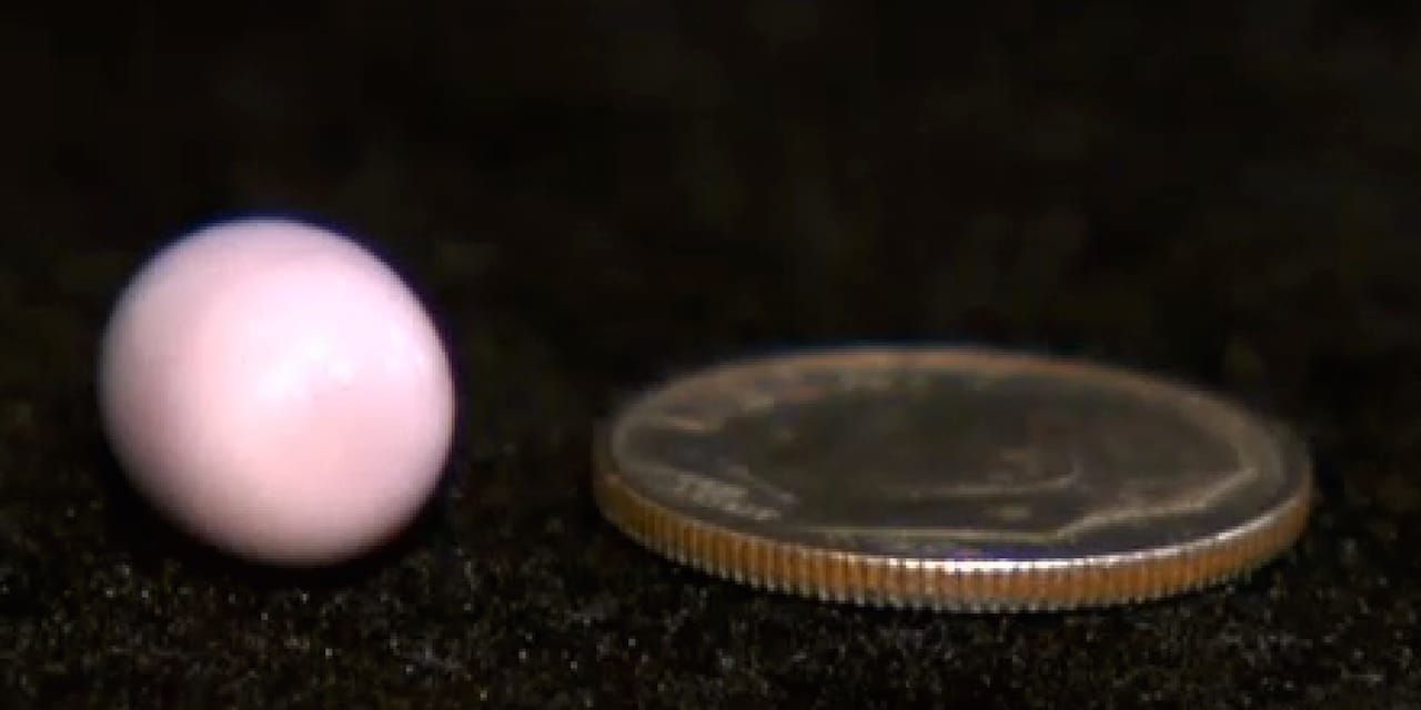 Mike Serino's single lavender quahog pearl alongside a coin (screenshot of CBS Boston video by the author)