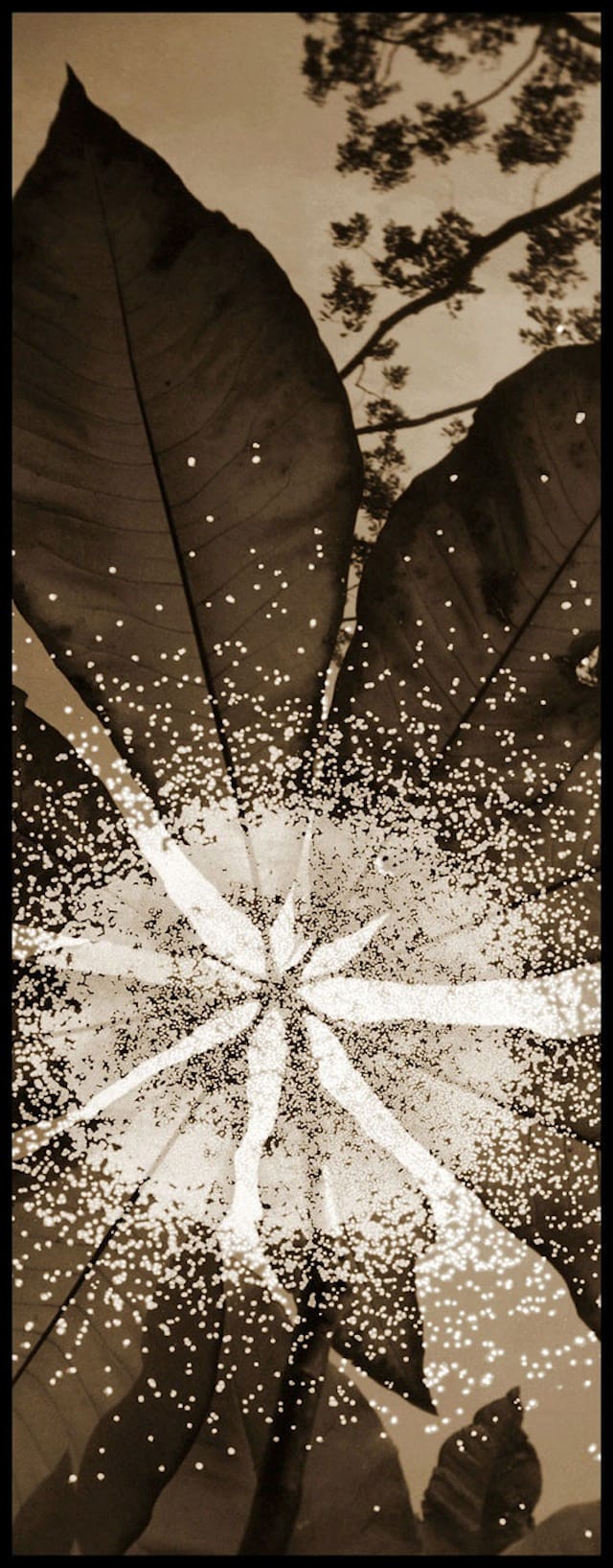 Kauffmann, Marky Starburst