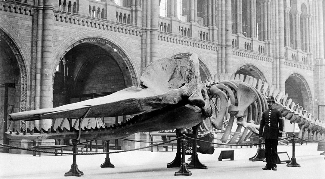 A sperm whale skeleton in Hintze Hall in 1901 (via London Natural History Museum)