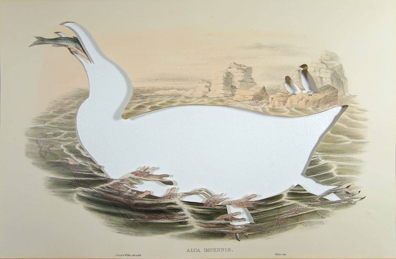 Brandon Ballengée, "RIP Great Auk: After John Gould" (1873/2014), artist cut and burnt hand-colored lithograph “Pl. 55 Alca Impennis” drawn by John Gould and depicted on stone by H.C. Richter from 'The Birds of Great Britain,' Volume 5 published by John Gould in 1873, 13.5 x 20.5 in (photo by Michael Ahn). The Great auk/'Pinguinus impennis' last observed in 1855. The Great auk ('Pinguinus impennis,' formerly: 'Alca Impennis') was over-hunted for food, stuffed animal collections and sport. Once thriving in the waters of the entire North Atlantic, the last pairing of the Great auk was killed in 1844 on Eldey off the coast of Iceland.