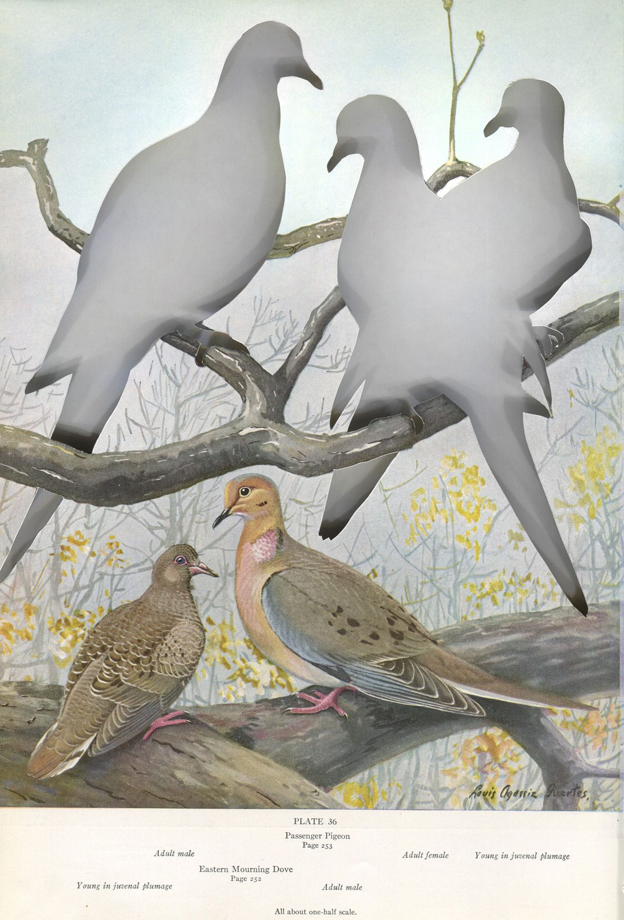 Brandon Ballengée, "RIP Passenger Pigeon: After Louis Agassiz Fuertes" (1925/2014), artist cut and burnt chromolithograph “Plate 36 Passenger Pigeon and Mourning Dove” by Louis Agassiz Fuertes from 'A Natural History of American Birds' by Edward Howe Forbush published in 1925 11.25 x 7.5 in. The Passenger pigeon ('Ectopistes migratorius') was one of the most populous species of birds in the world prior to the 1800s. Due to immense habitat loss from mass deforestation and overhunting for its meat, the species’ population drastically declined from 1870 to 1890. The last known specimen, Martha, died on September 1, 1914, at the Cincinnati Zoo.