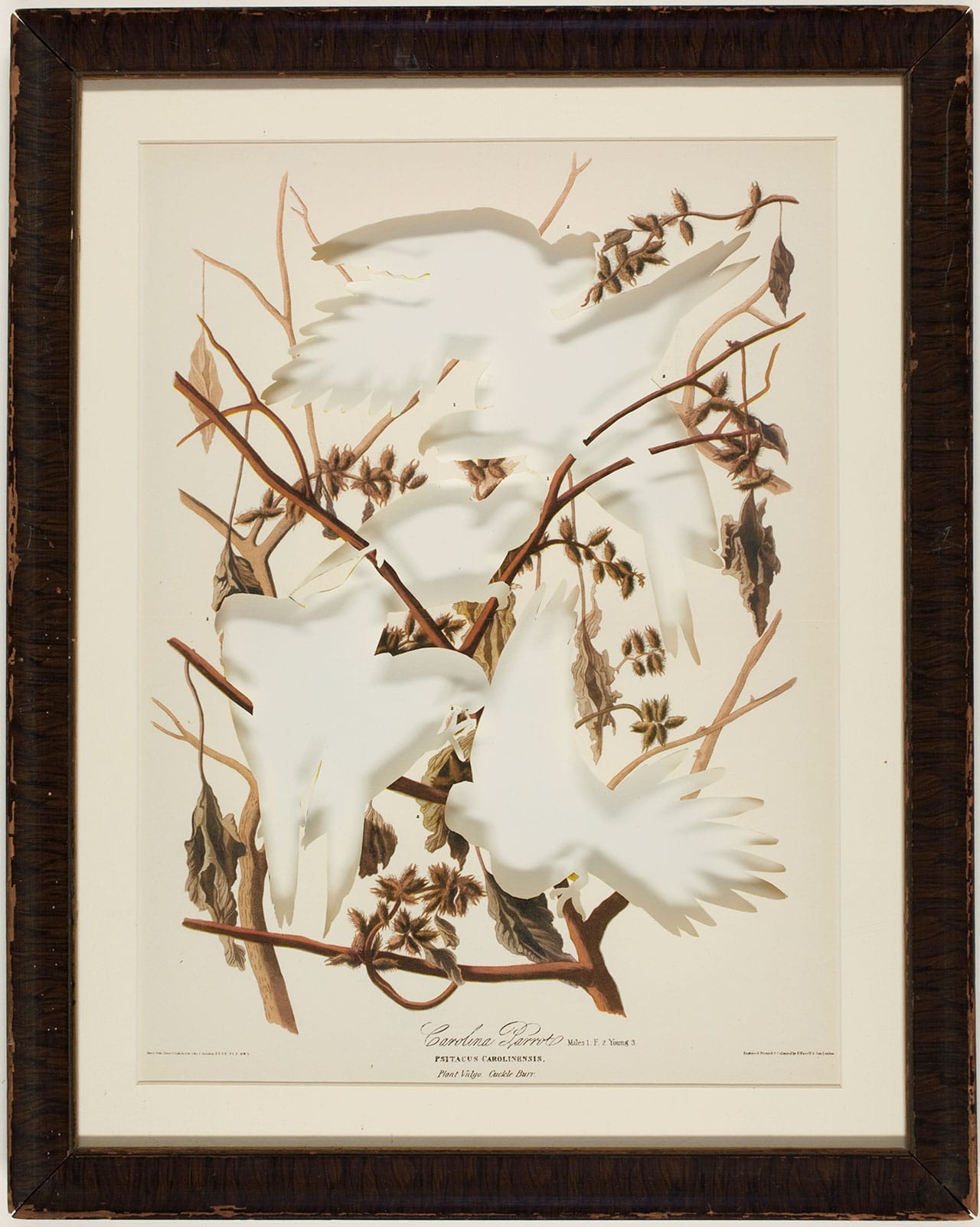 Brandon Ballengée, "RIP Carolina Parakeet: After John James Audubon" (1940/2009), artist-cut print from 'Audubon's America: The Narratives and Experiences of John James Audubon,' edited by Donald C. Peatie, published in 1940, 14 x 11 in. The Carolina parakeet ('Conuropsis carolinensis') was last observed (shot) in the wild in 1904, the last remaining member of this species died in captivity in 1918. This wide-spread North American species was hunted intensely as food source and because of it’s brightly colored feathers. Additionally much of its breeding habitats were lost to agriculture and other developments. (photo by David W. Coulter)