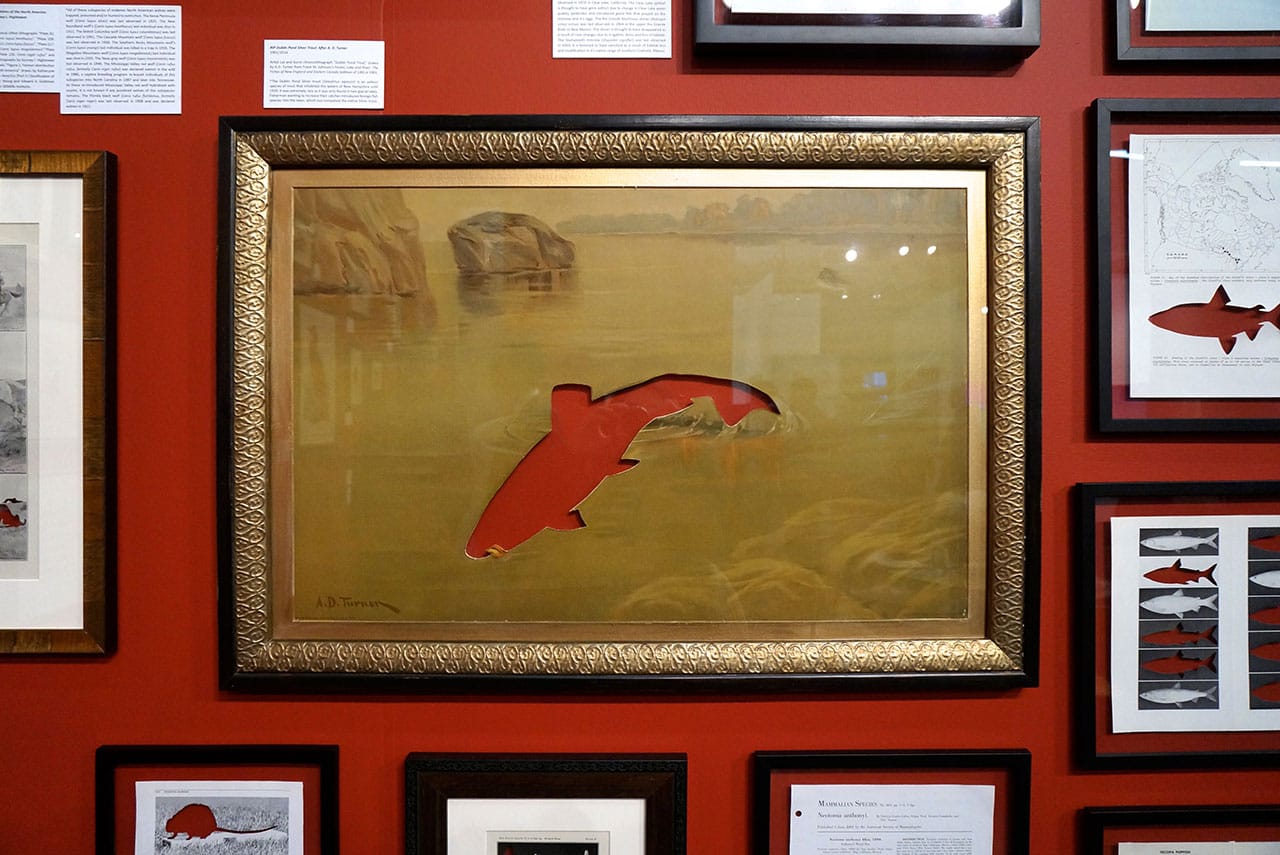 Installation view, Brandon Ballengée's 'Frameworks of Absence' (2006–ongoing) (click to enlarge)