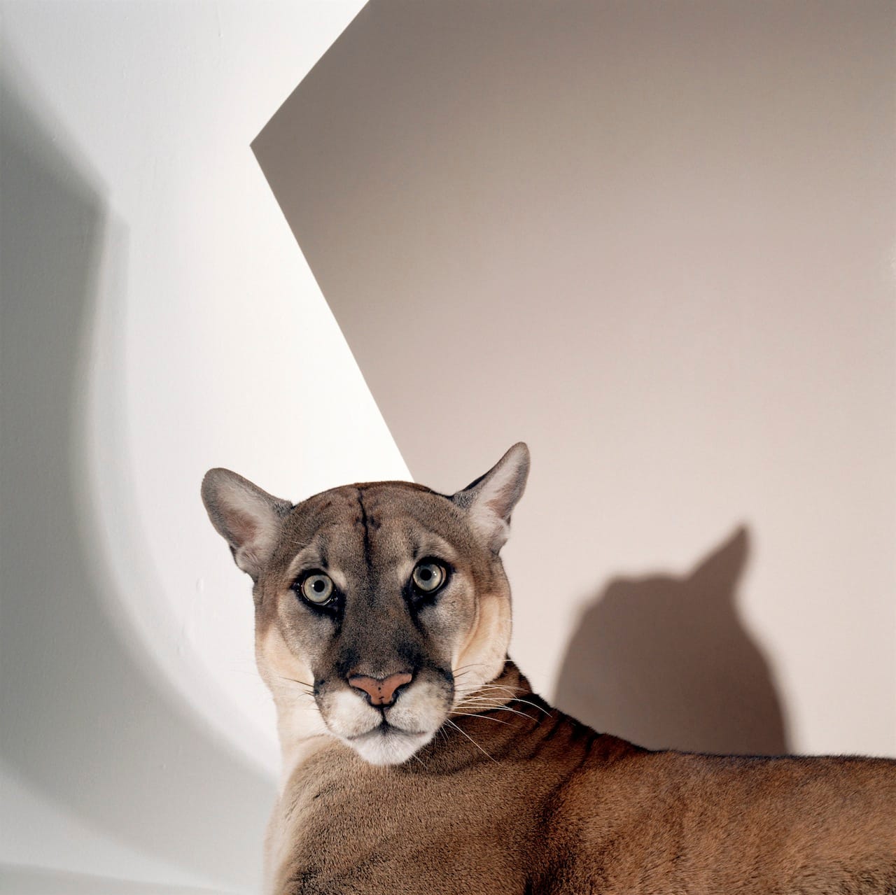 Florida panther