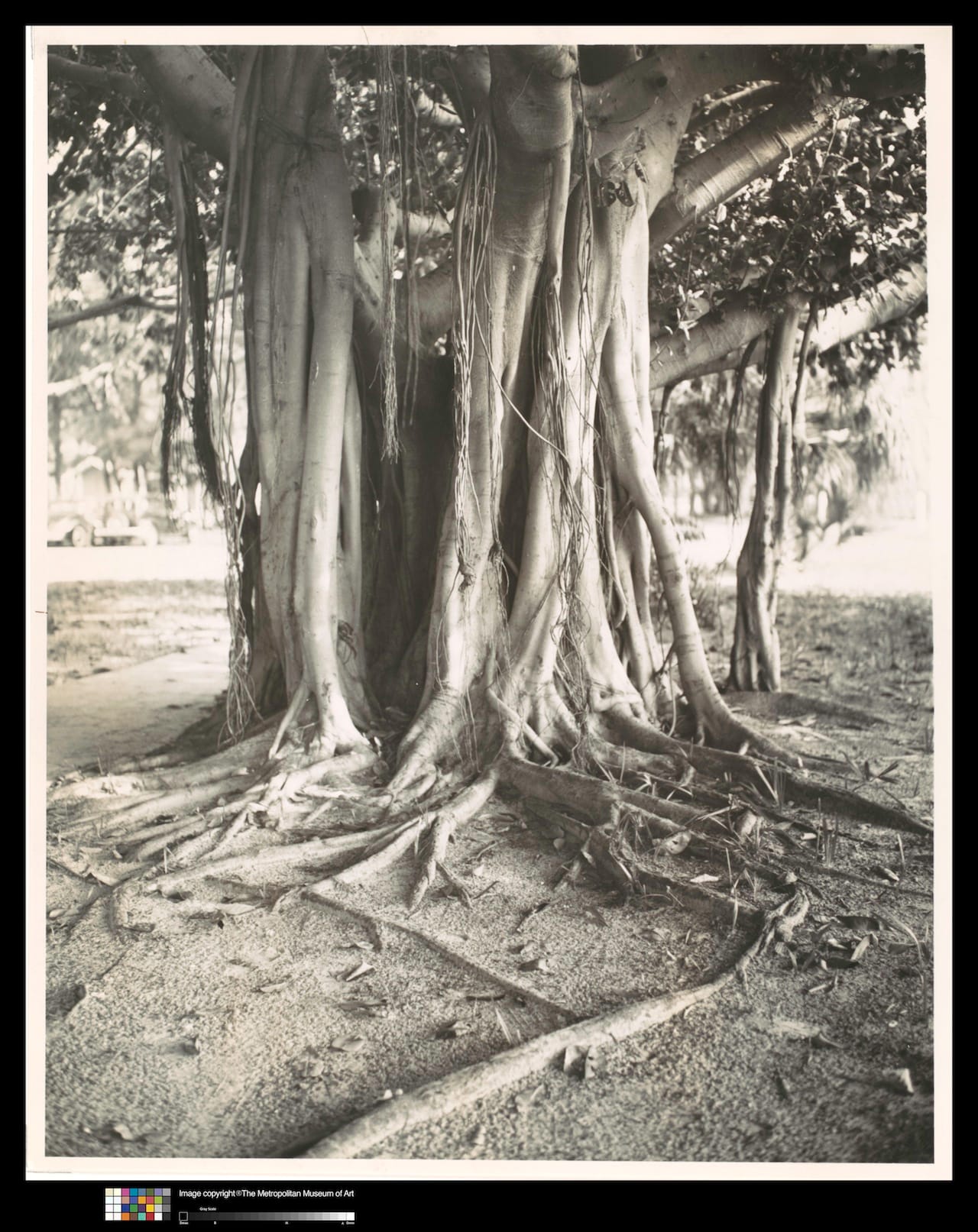Walker Evans, "Banyan Tree, Florida" (1941, printed c. 1970), Gelatin Silver Print, 8 13/16 x 7 1/16 in. (22.4 x 18 cm), Lent by The Metropolitan Museum of Art, Gift of Arnold Crane, 1972