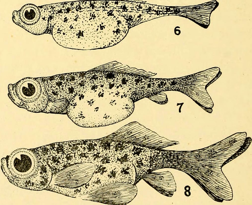 An illustration from "Goldfish Breeds and Other Aquarium Fishes" (1908) (Internet Archive Book Images, via Flickr)