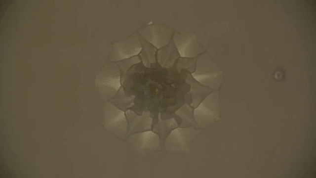 A Shylight in bloom (GIF by the author via Vimeo)