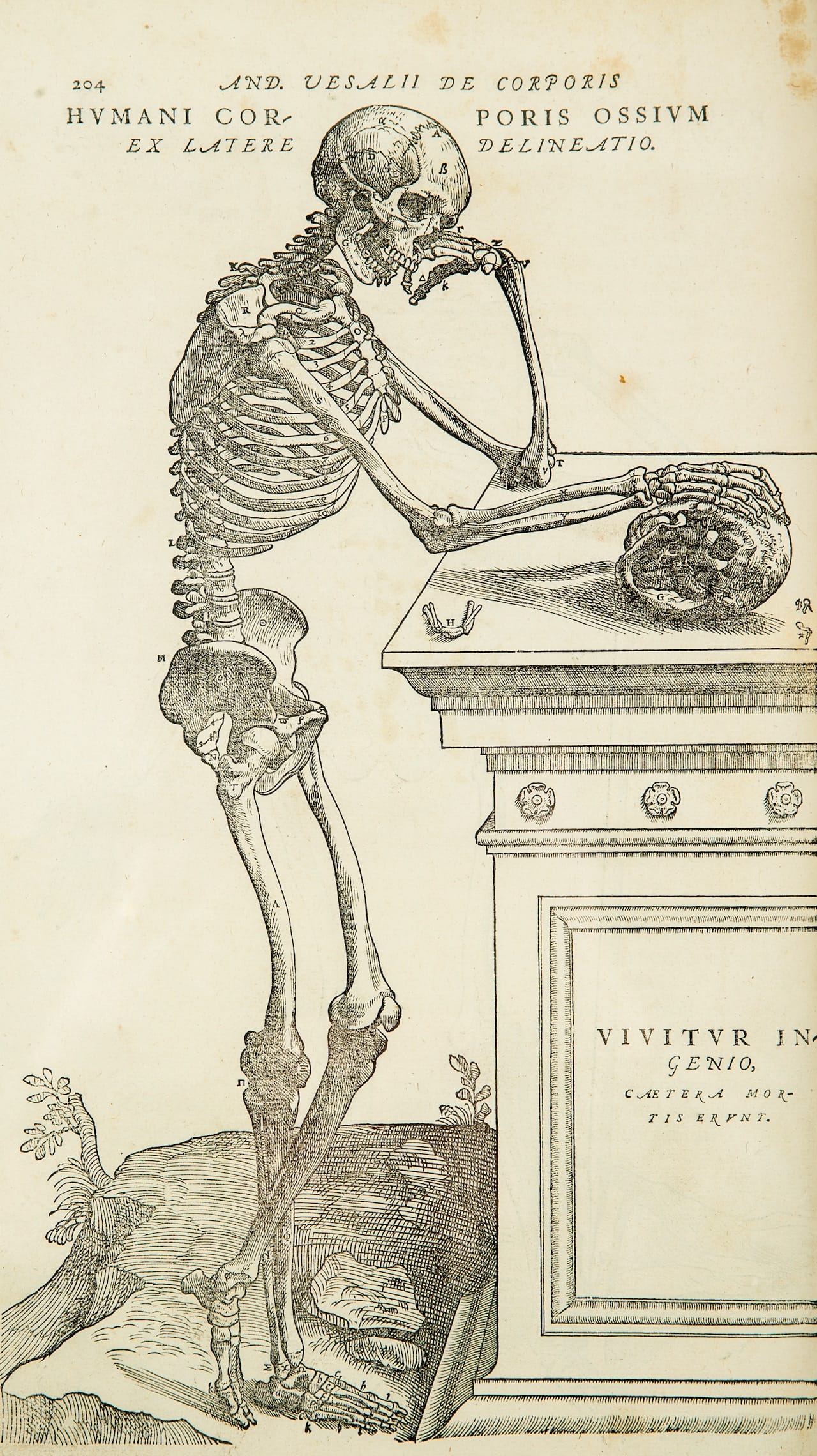 Vesalius