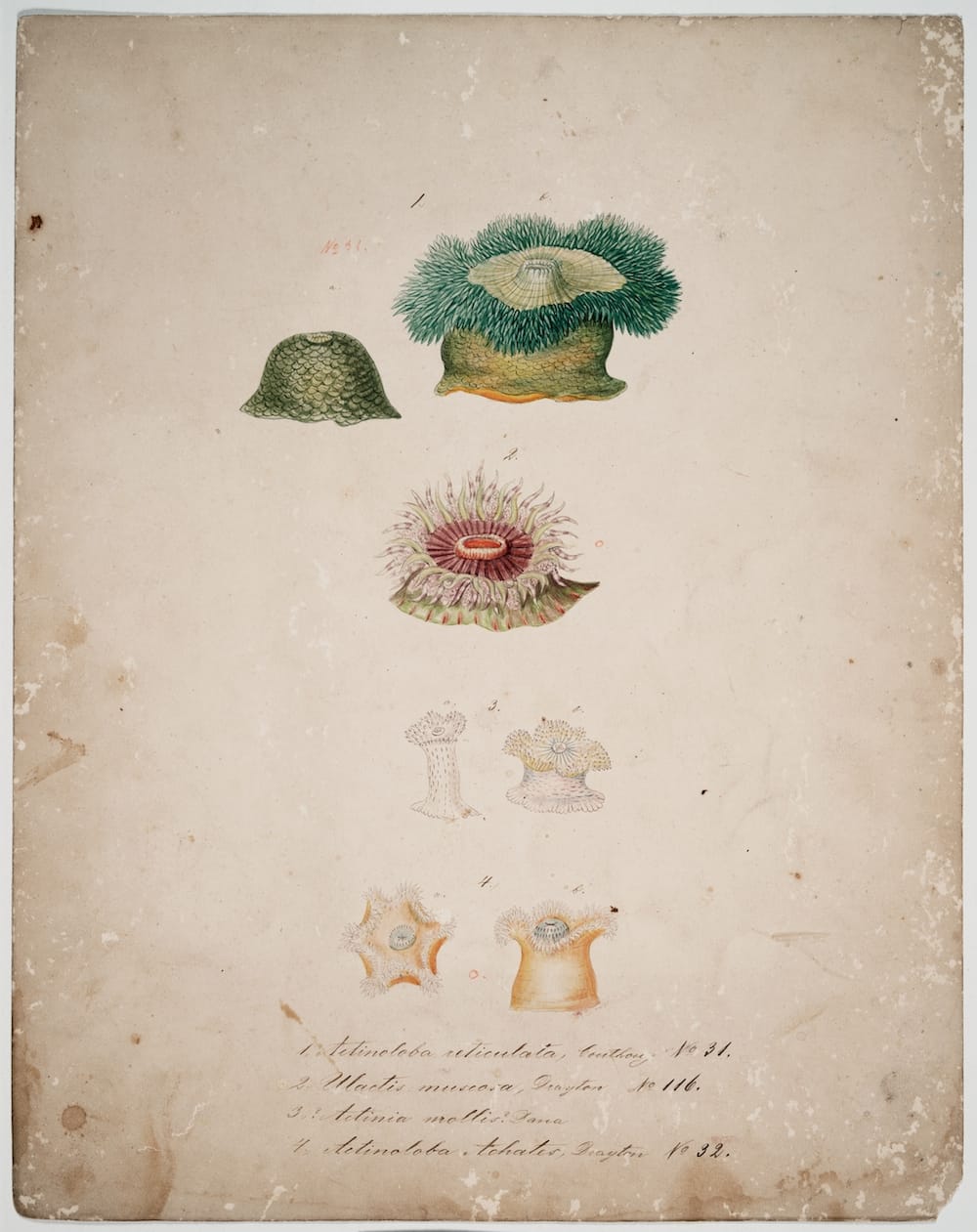 A model of No. 116 (pictured, 2.) will be in the exhibit Design Drawing of Actinoloba reticulate (Blaschka Nr. 31), Ulactis muscosa  (Blaschka Nr. 116), Actinia mollis, and Actinoloba achates (Blaschka Nr. 32) Blaschka, Leopold; Blaschka, Rudolf 1863-1890 Ink, colored pencil, watercolor on paper 41 x 33 cm