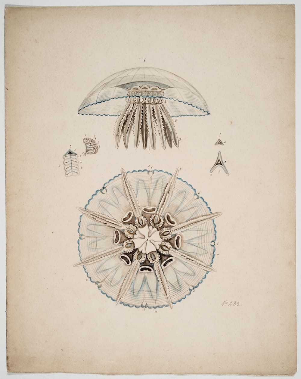 This model isn’t in the show, but the drawing does an excellent job in illustrating just how detailed the Blaschka’s were! We will more than likely include the drawing in the show, but are not certain yet. Design Drawing of Holigocladodes lunulatus (Blaschka Nr. 233) Blaschka, Leopold; Blaschka, Rudolf 1863-1890 Ink, pencil, watercolor on paper  41 x 33 cm
