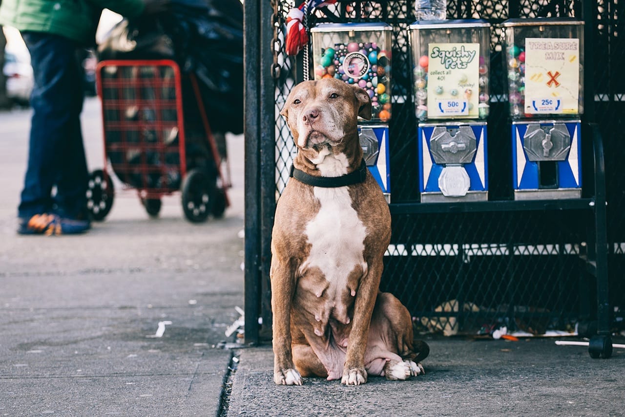 Dog in Crown Heights (All images courtesy of Erik Carter)