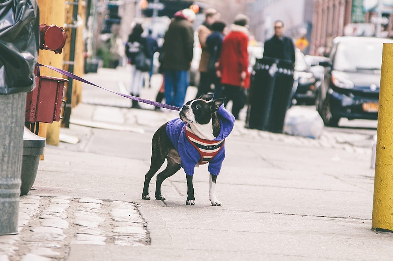 Dog in Dumbo