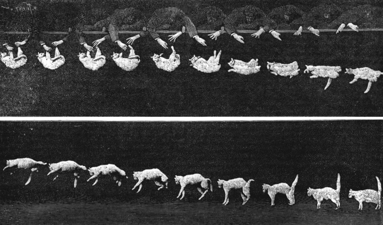Falling cat (1894), photographed by Étienne-Jules Marey (via Wikimedia)