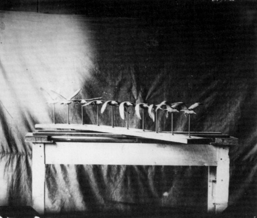 Sculpture of the motion of a seagull by Étienne-Jules Marey (1887) (via Wikimedia)