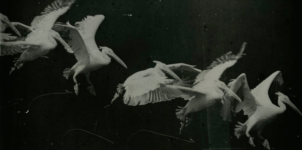 A flying pelican (1882) photographed by Étienne-Jules Marey (via Wikimedia)