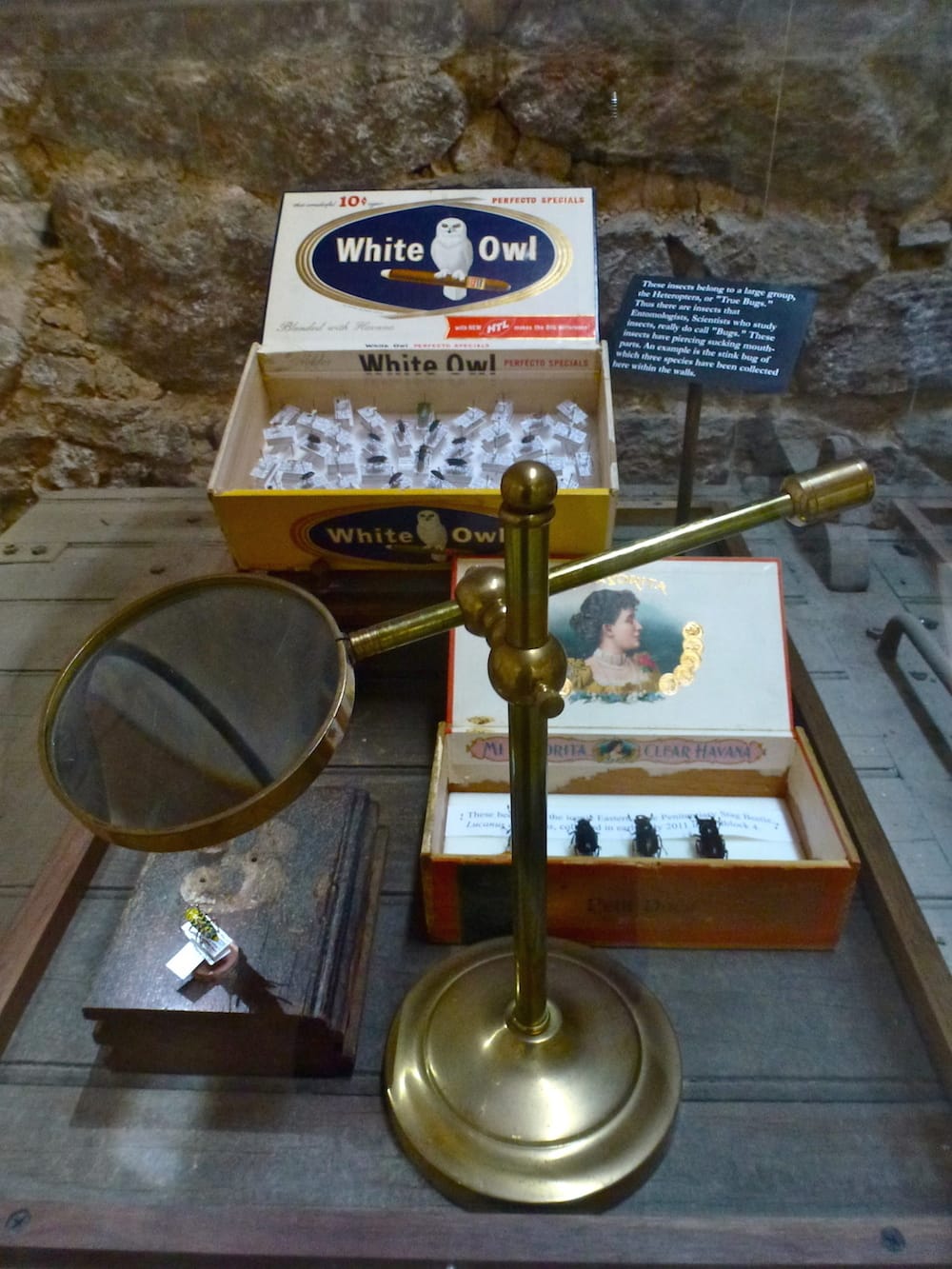 Detail of a vitrine in 'Specimen' at Eastern State Penitentiary (photo by Greg Cowper)