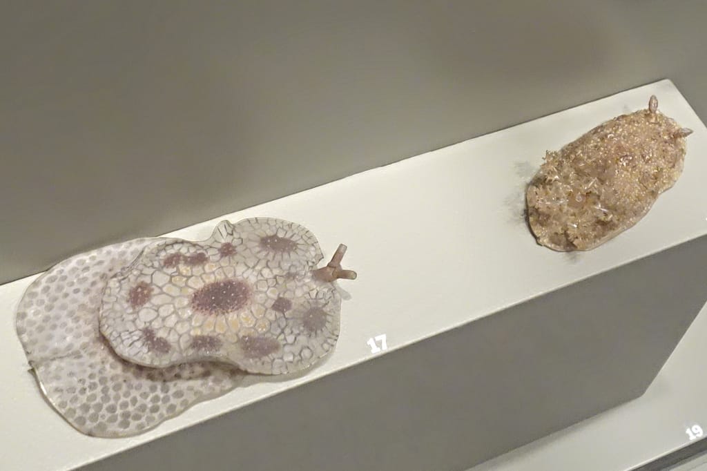 Leopold and Rudolf Blaschka glass specimens at the Corning Museum of Glass