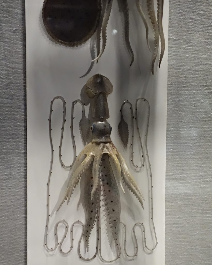 Leopold and Rudolf Blaschka glass specimens at the Corning Museum of Glass