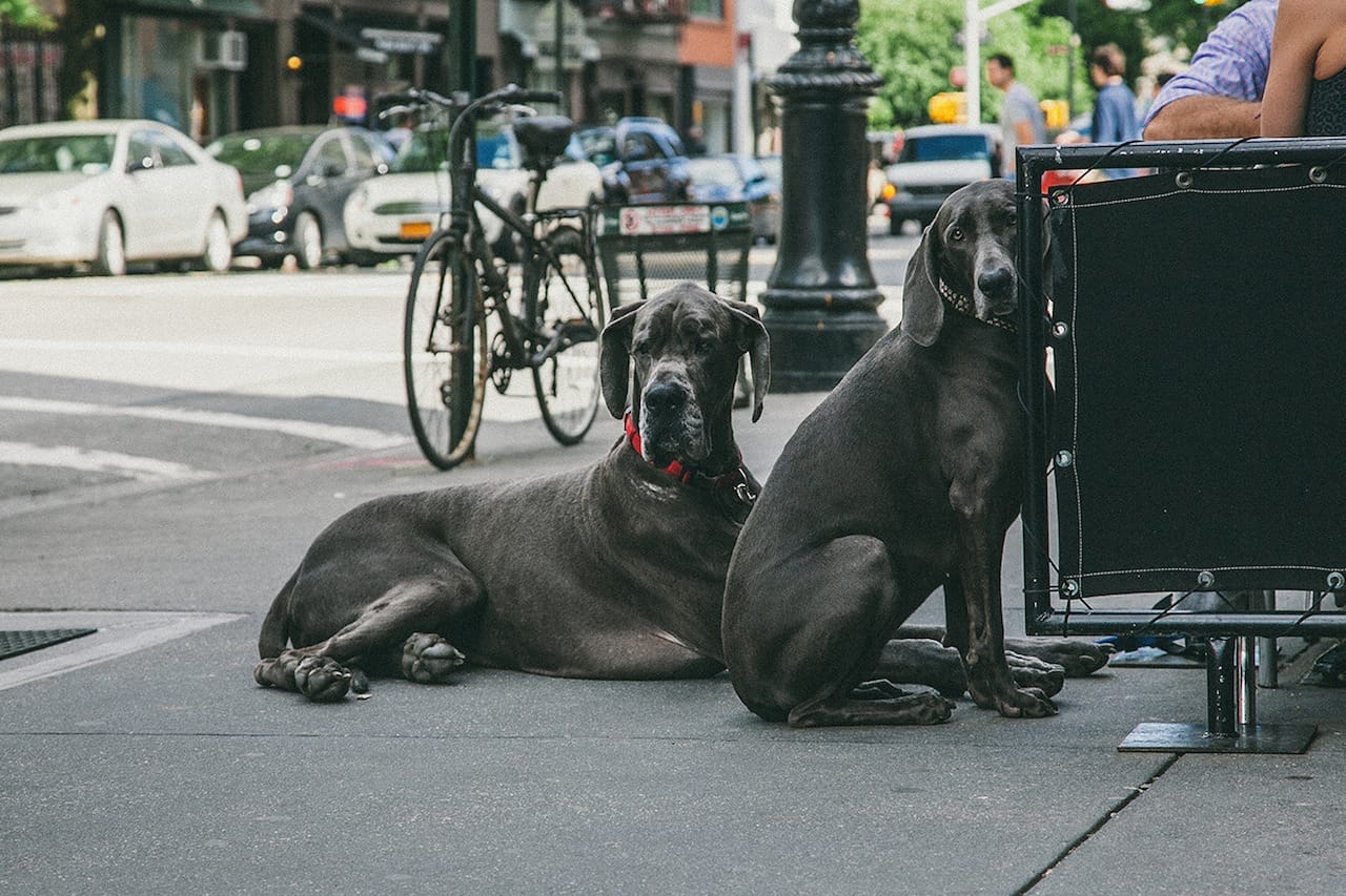 Dogs in Greenwich Village 