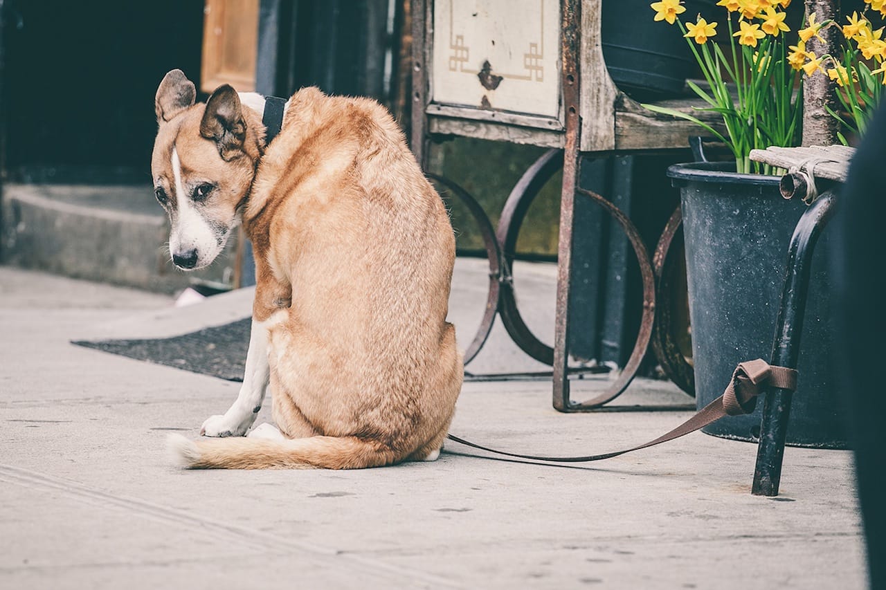 Dog in the Lower East Side 