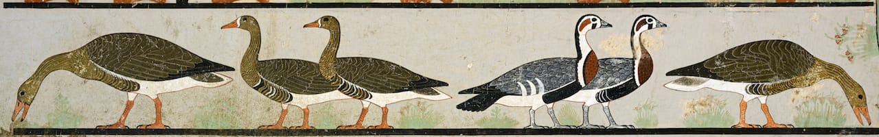 The “Meidum Geese”, painting on plaster, Egyptian Museum of Cairo, cm 172 x 27 circa, CG 1742 (foto © Sandro Vannini).