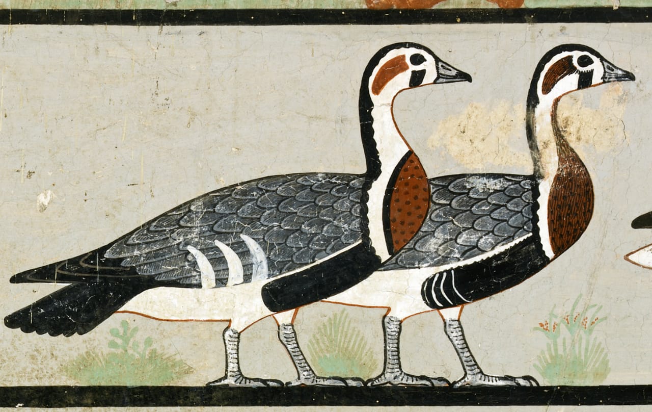 The “Meidum Geese”, painting on plaster, Egyptian Museum of Cairo, cm 172 x 27 circa, CG 1742 (foto © Sandro Vannini).