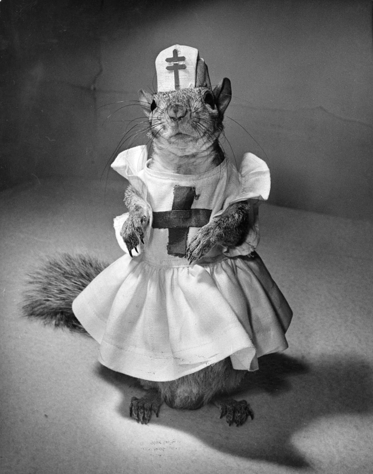 Nina Leen "Tommy Tucker" (1944) (image courtesy of Daniel Cooney Fine Art) 