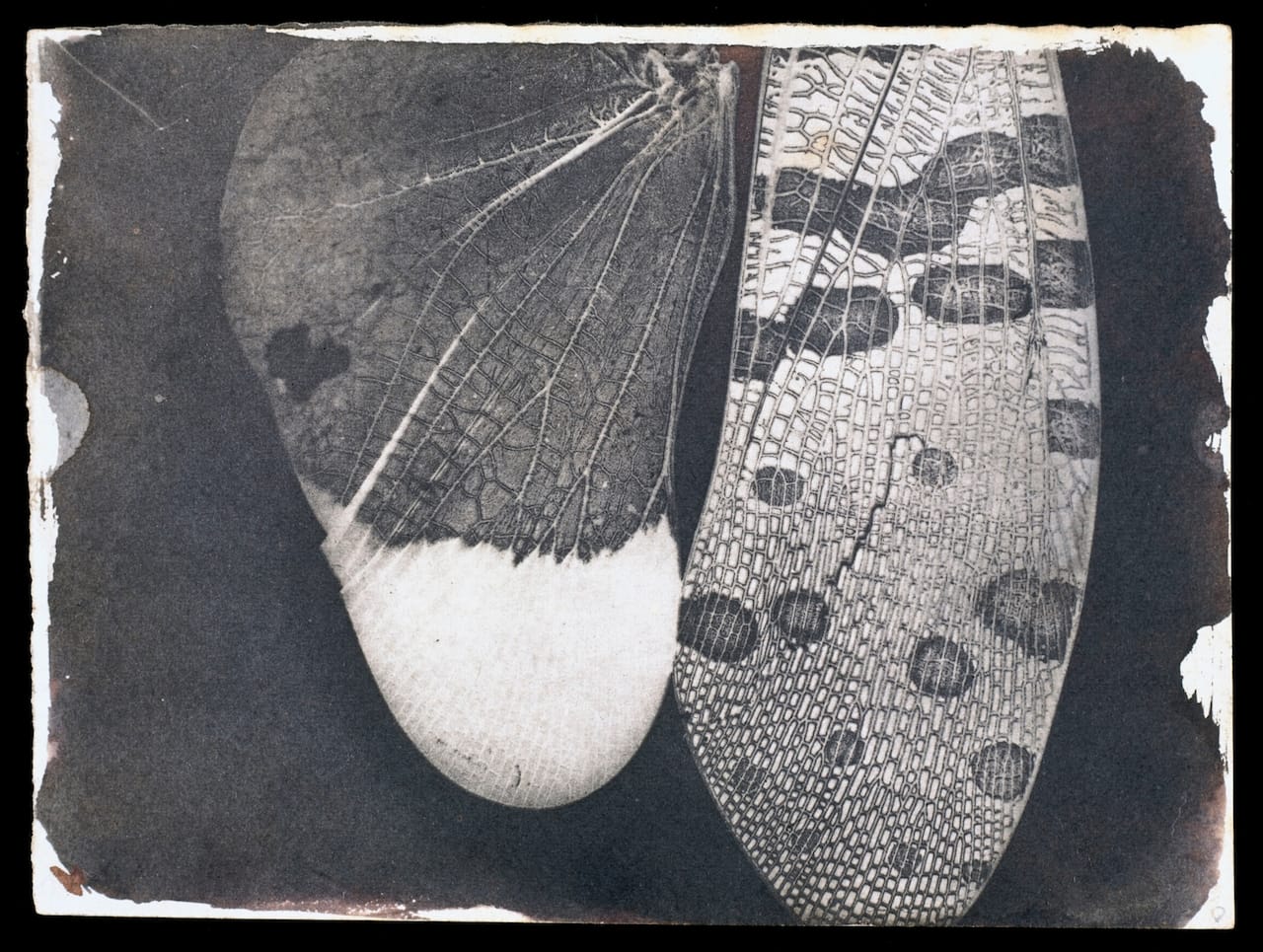 Insect Wings, c.1840, William Henry Fox Talbot © National Media Museum, Bradford / SSPL
