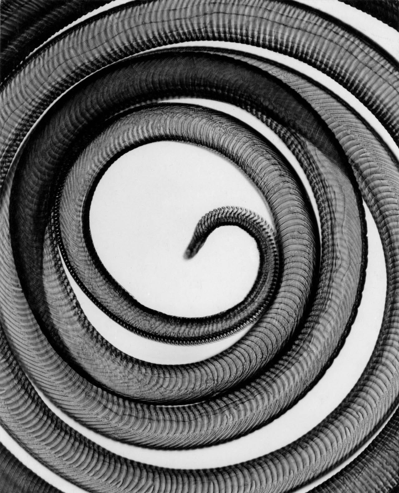 Proboscis of the Hummingbird Hawk-moth (Macroglossum stellatarum), 1928, Carl Strüwe © Carl Strüwe Archive, Bielefeld, Germany / VG Bild-Kunst, Bonn