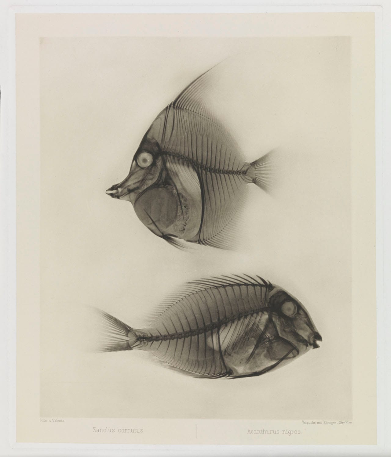 X Ray of Angelfish & Surgeonfish, 1896, Eduard Valenta & Josef Maria Eder © National Media Museum, Bradford / SSPL