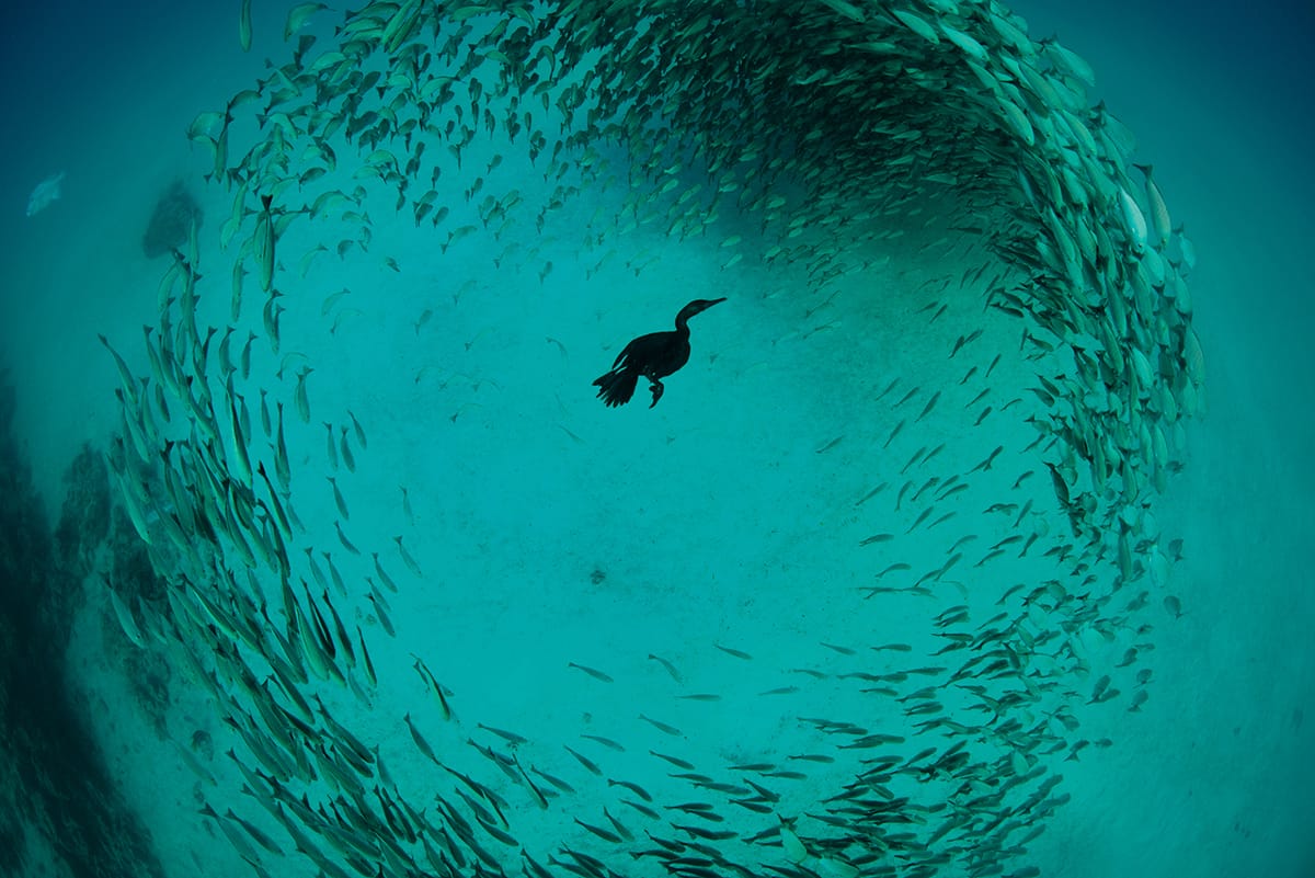 Sfw_Chris_Gug_Double-crested_Cormorant