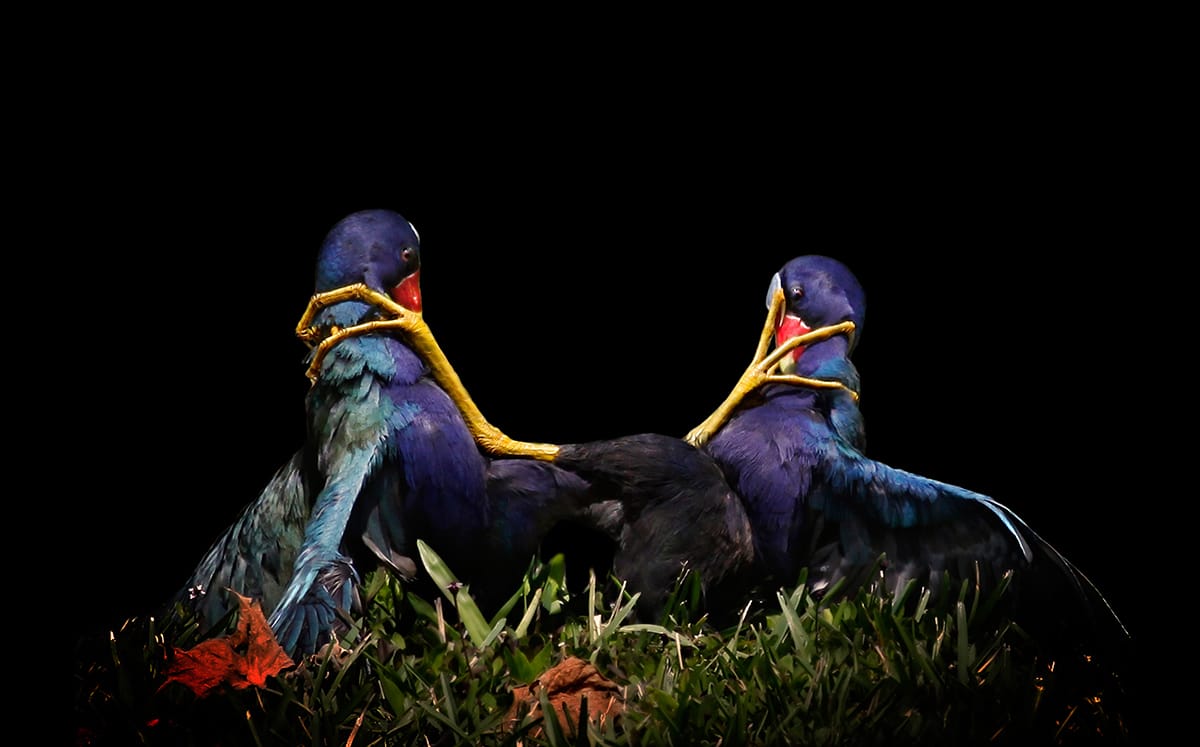 Sfw_MaryAngelaLuzader_PurpleGallinules_FineArt