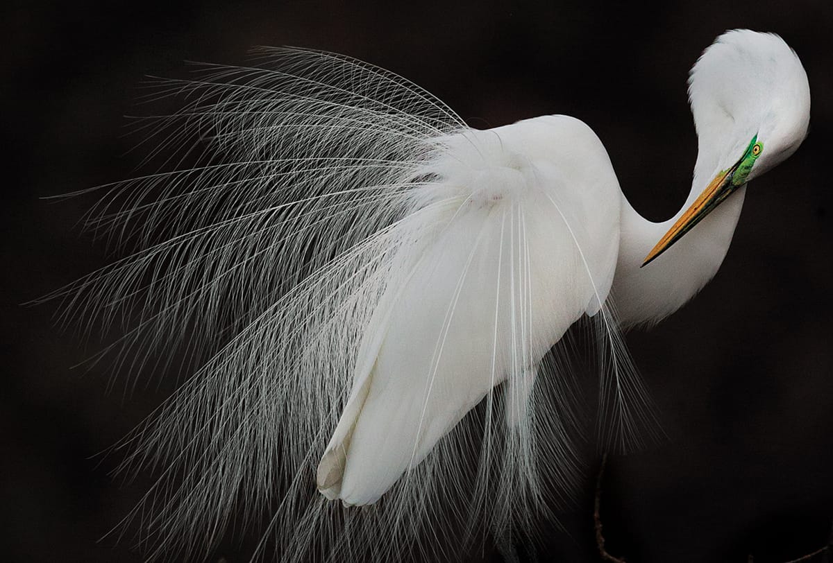 Sfw_Melissa_Groo_Great_Egret_AUD0515_MD20