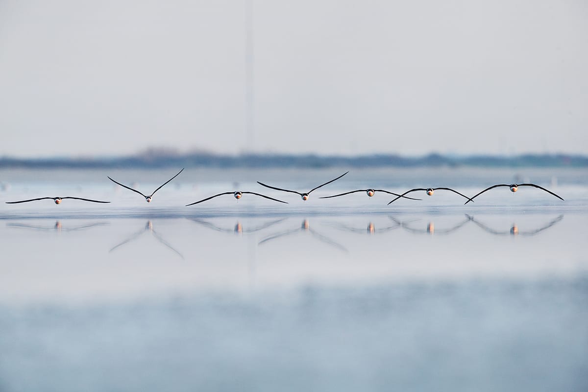 Sfw_Tim_Timmis_Black_Skimmer