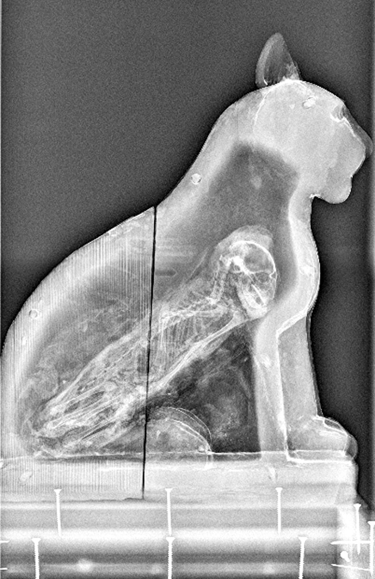 Animal Mummies Manchester Museum 3