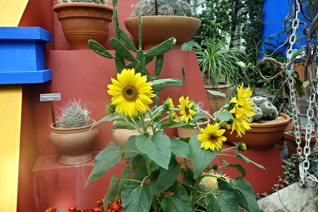 Frida: Art, Garden, Life