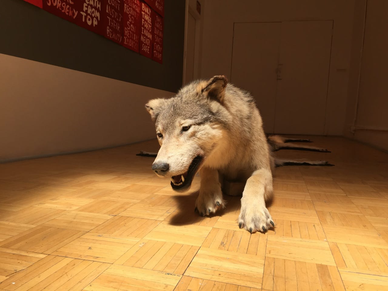 Part of Nicholas Galanin's "Re-Skinning a Dead Wolf" installed in 'You Are on Native Land' at Radiator Gallery