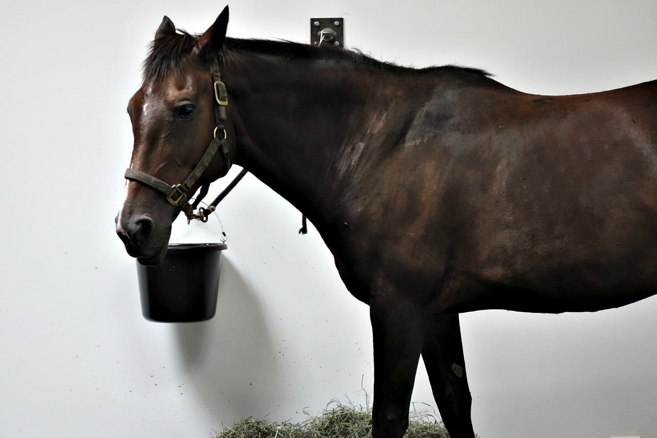 Jannis Kounellis’s “Untitled (12 Horses)" at Gavin Brown's enterprise