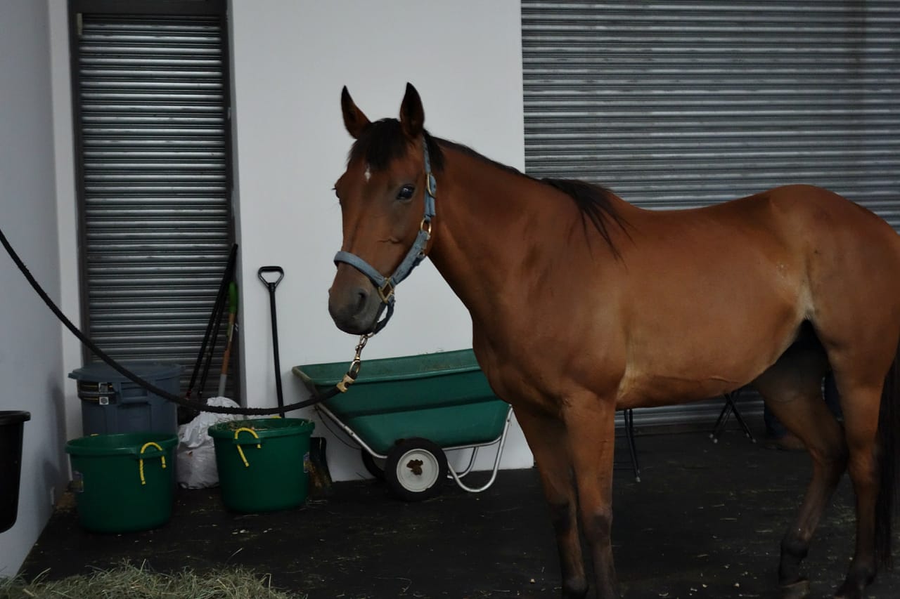 Jannis Kounellis’s “Untitled (12 Horses)" at Gavin Brown's enterprise